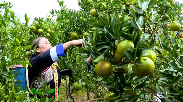 A person picking fruit from a treeAI-generated content may be incorrect.